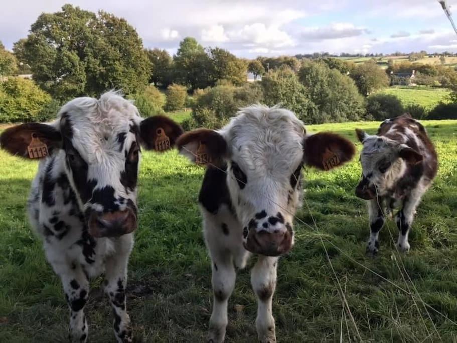 مبيت وإفطار Sourdeval Ferme De Noyes المظهر الخارجي الصورة